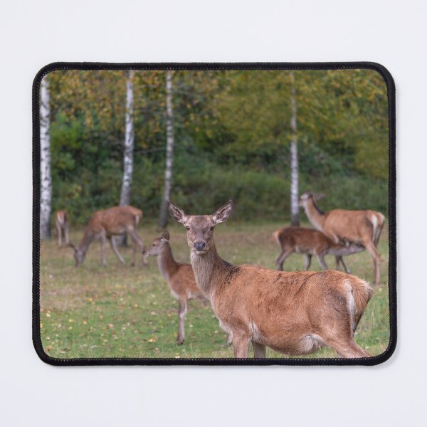 Item preview, Young deer grazing in a meadow in autumn designed and sold by AlbertMi.
