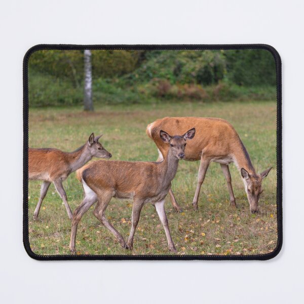 Item preview, Young deer grazing in a meadow in autumn designed and sold by AlbertMi.