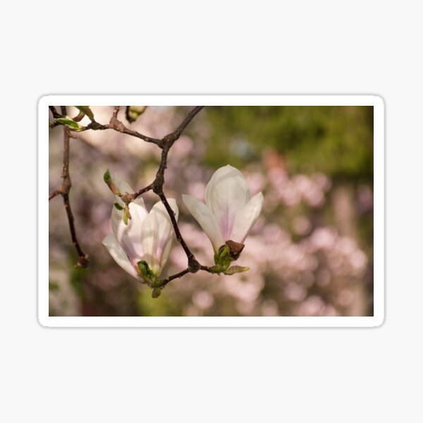 two magnolia flowers in the backyard Sticker