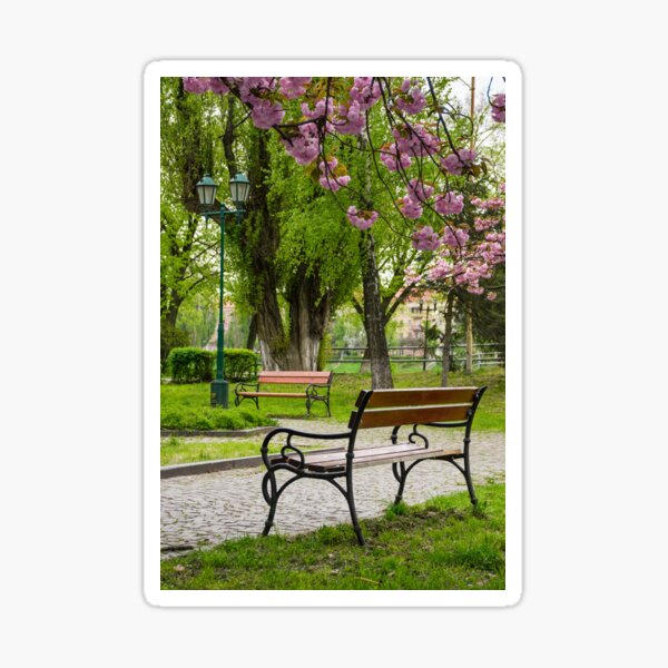 wooden benches under sakura trees Sticker