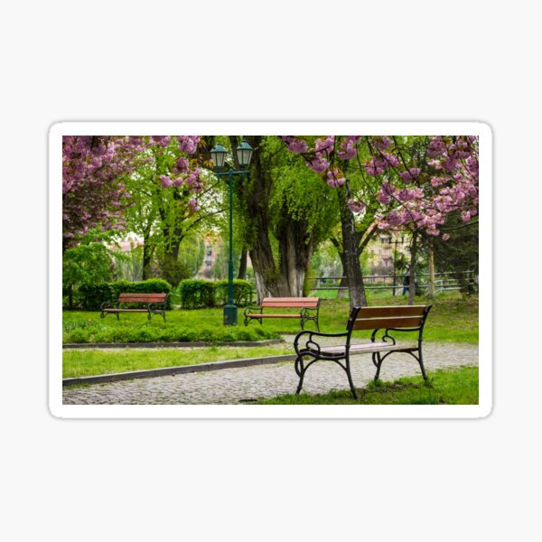 wooden benches under sakura trees Sticker