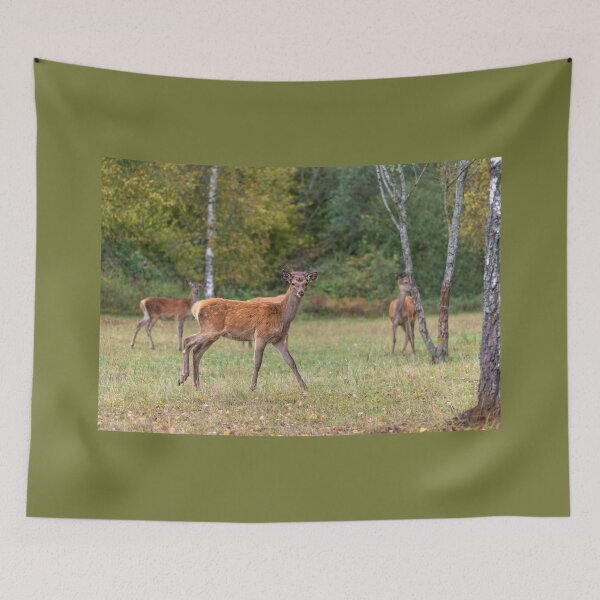 Item preview, Young deer grazing in a meadow in autumn designed and sold by AlbertMi.