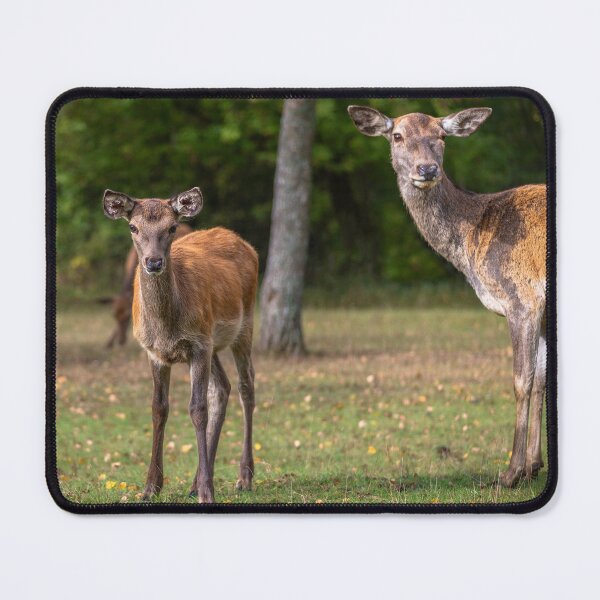 Item preview, Young deer grazing in a meadow in autumn designed and sold by AlbertMi.