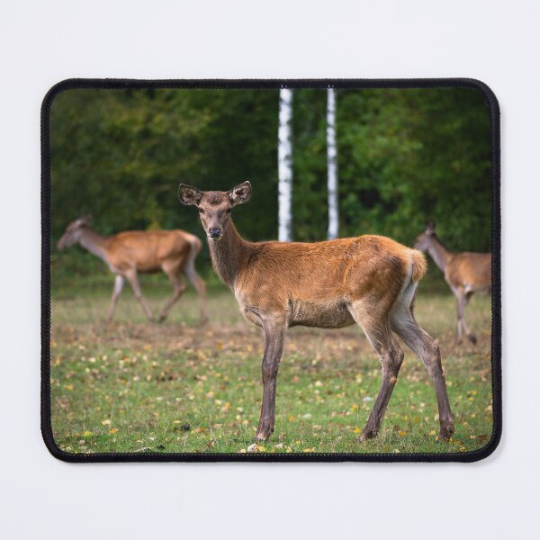 Item preview, Young deer grazing in a meadow in autumn designed and sold by AlbertMi.