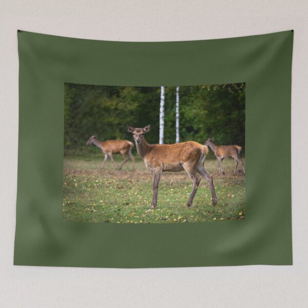 Item preview, Young deer grazing in a meadow in autumn designed and sold by AlbertMi.
