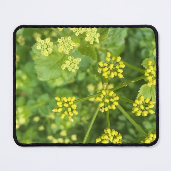 Item preview, Cow parsley designed and sold by Seeyouspoon.