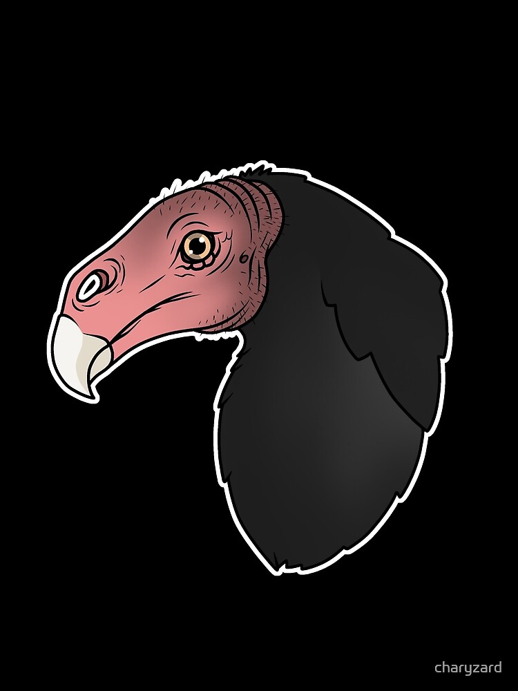 Turkey Vulture - Animal Ark