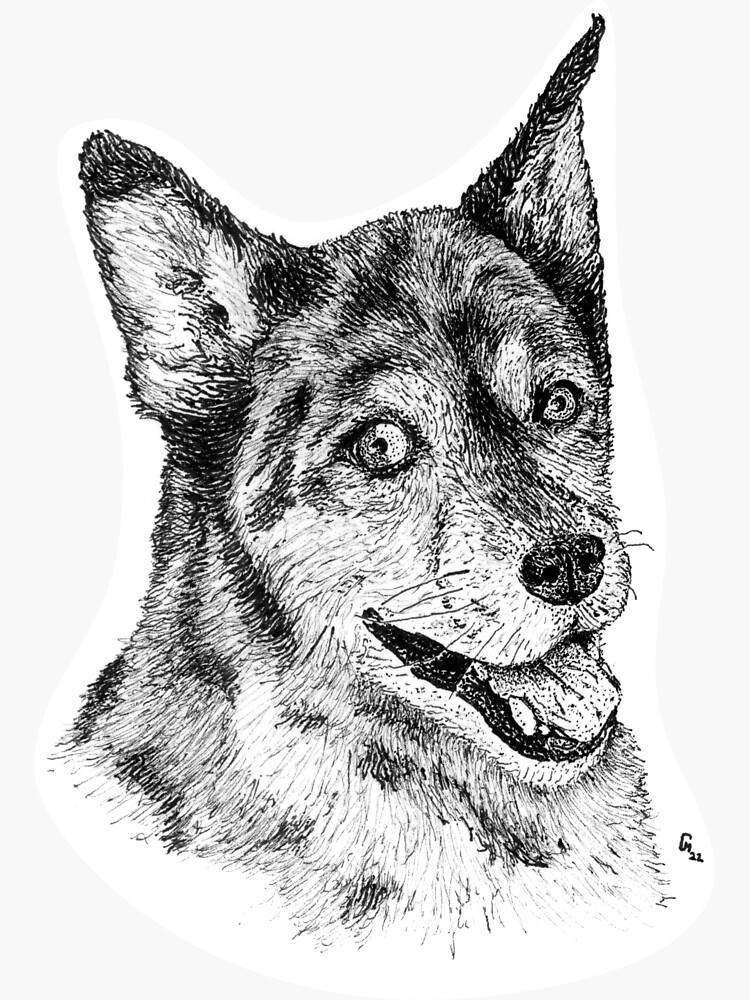 "Australian Cattle Dog Drawing" Sticker for Sale by ActiveDepth Redbubble