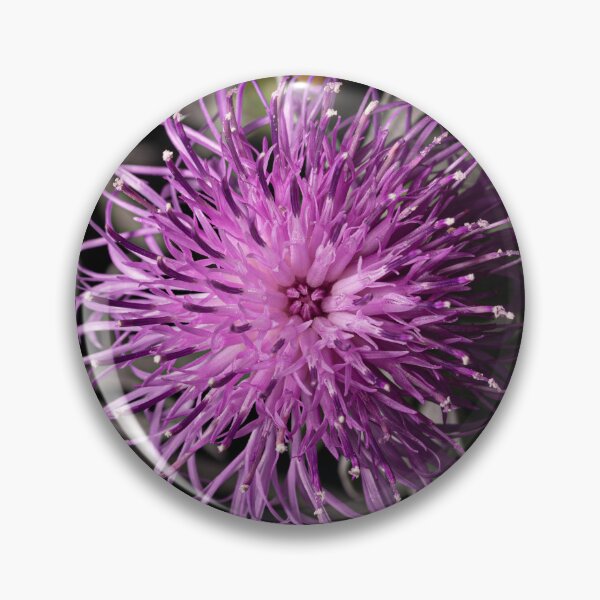 Item preview, Centaurea cineraria - silver dust flower designed and sold by PhotosByFelix.