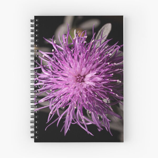 Item preview, Centaurea cineraria - silver dust flower designed and sold by PhotosByFelix.