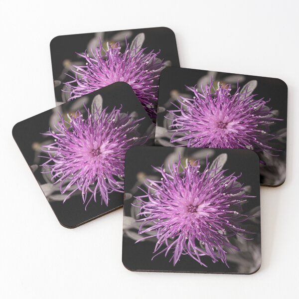 Item preview, Centaurea cineraria - silver dust flower designed and sold by PhotosByFelix.