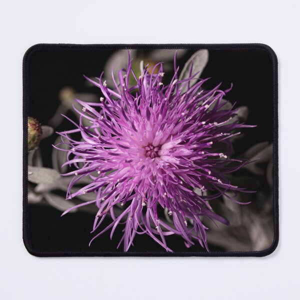 Item preview, Centaurea cineraria - silver dust flower designed and sold by PhotosByFelix.