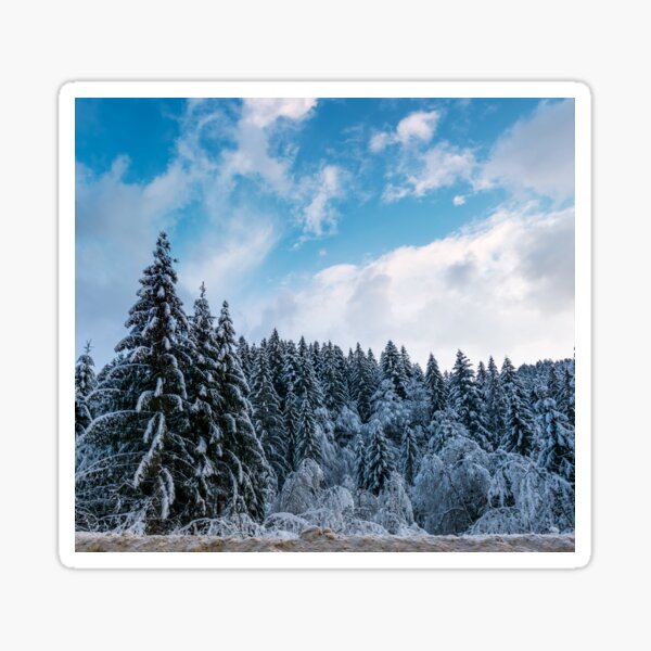 snow covered spruce forest in winter Sticker