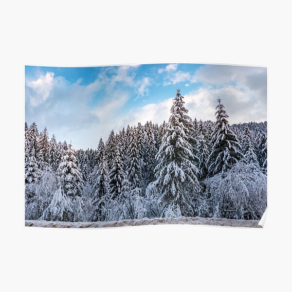snow covered spruce forest in winter Poster