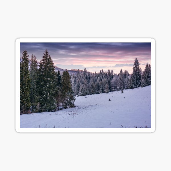 spruce forest on a snowy hillside at dusk Sticker