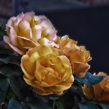Imagen de la obra Brian's Roses de RoxanneG