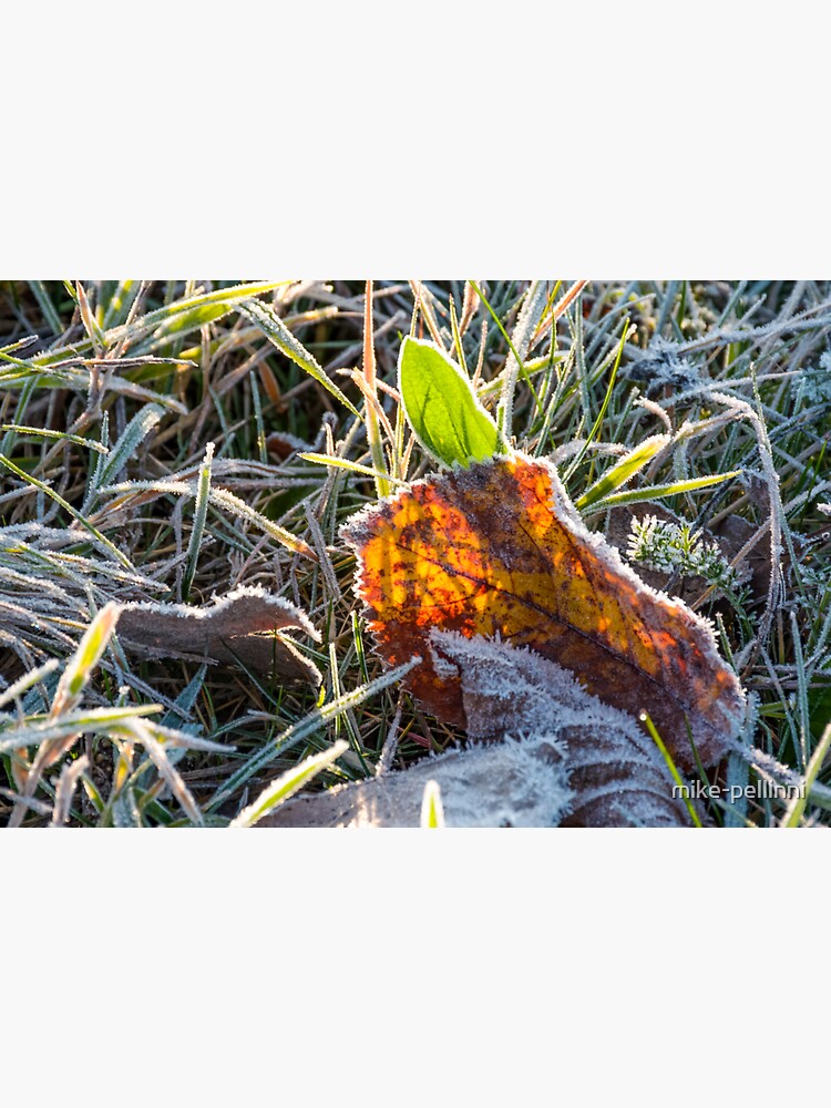 fallen foliage on a green grass covered with frost by mike-pellinni