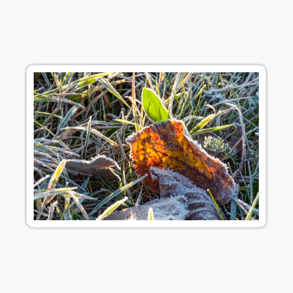 fallen foliage on a green grass covered with frost Sticker