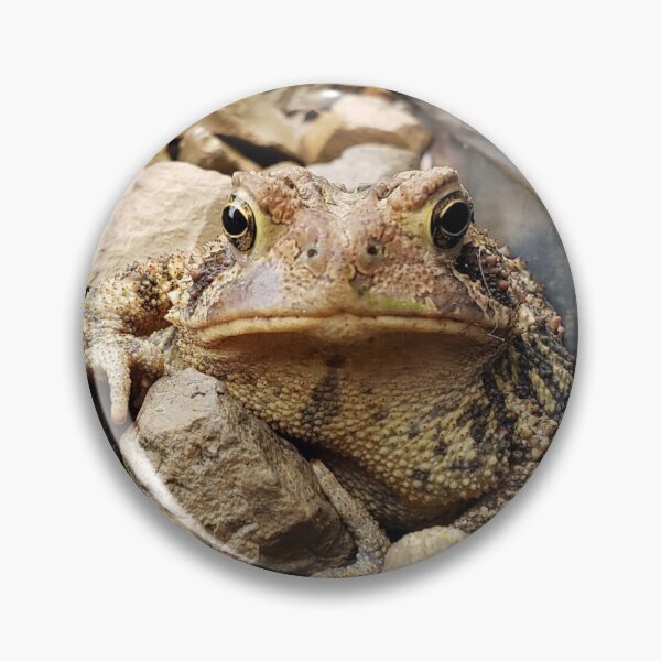 Item preview, Beautiful Toad Resting and Blending on the Rocks designed and sold by AldisPhoto.