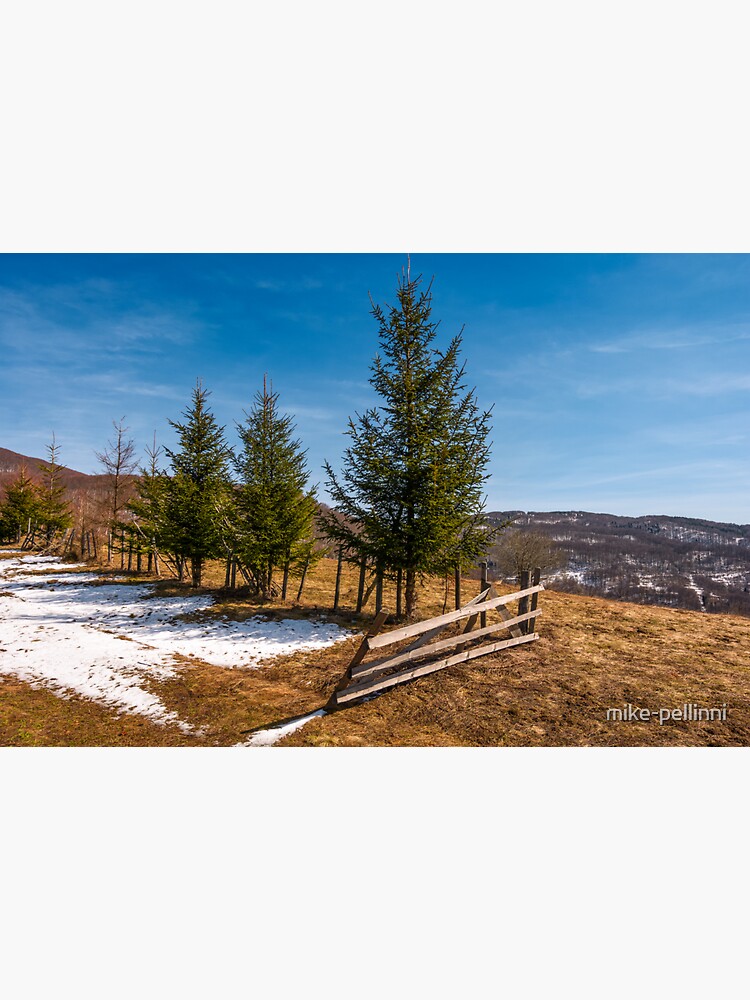 spruce trees near the fence on hillside by mike-pellinni