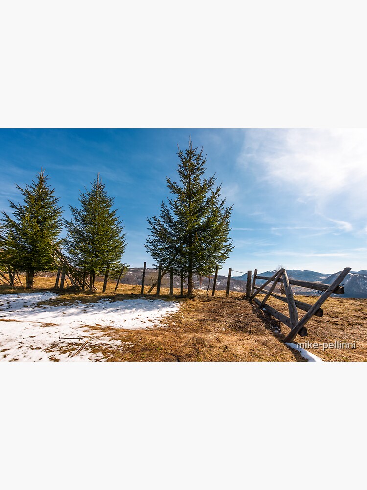 spruce trees near the fence on hillside by mike-pellinni