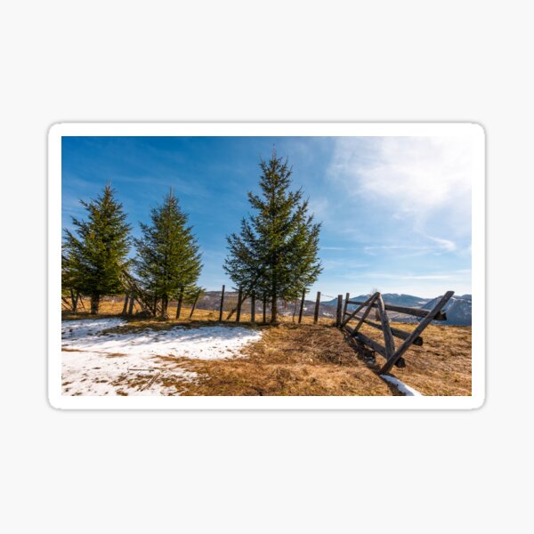 spruce trees near the fence on hillside Sticker