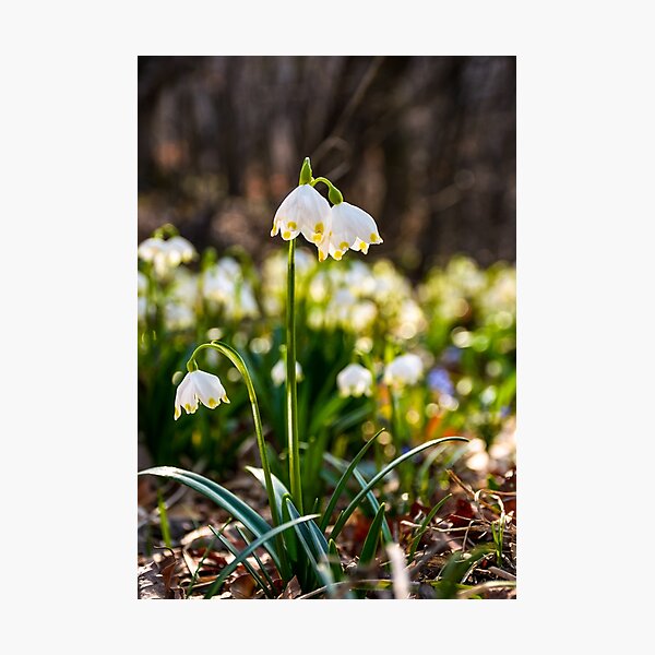 Beautiful blooming of White spring Snowflake Photographic Print