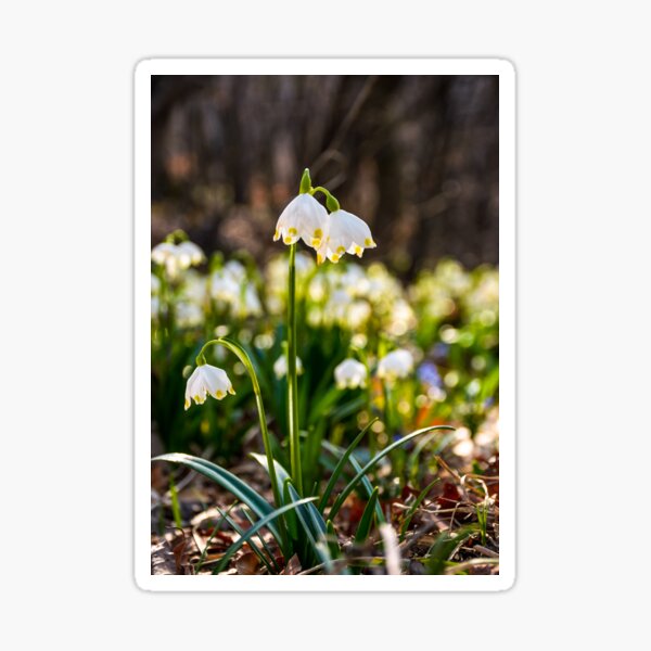 Beautiful blooming of White spring Snowflake Sticker