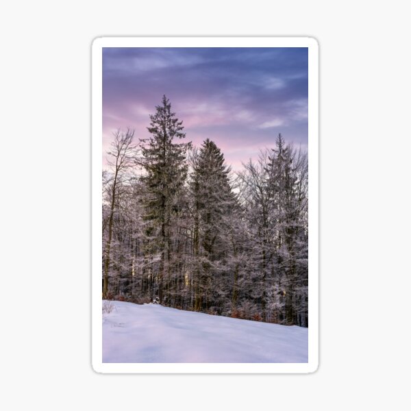 forest in hoarfrost on snowy hillside at dawn Sticker