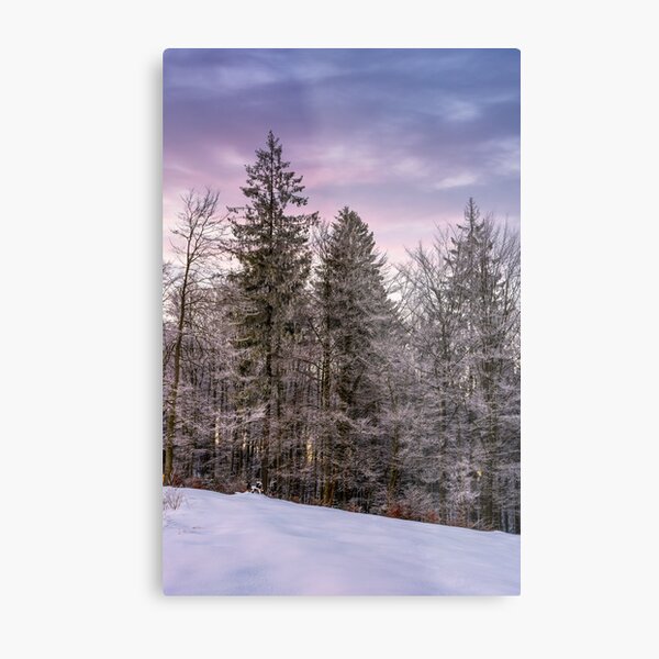 forest in hoarfrost on snowy hillside at dawn Metal Print