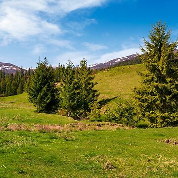 Artwork thumbnail, spruce forest on a grassy hill in spring by mike-pellinni