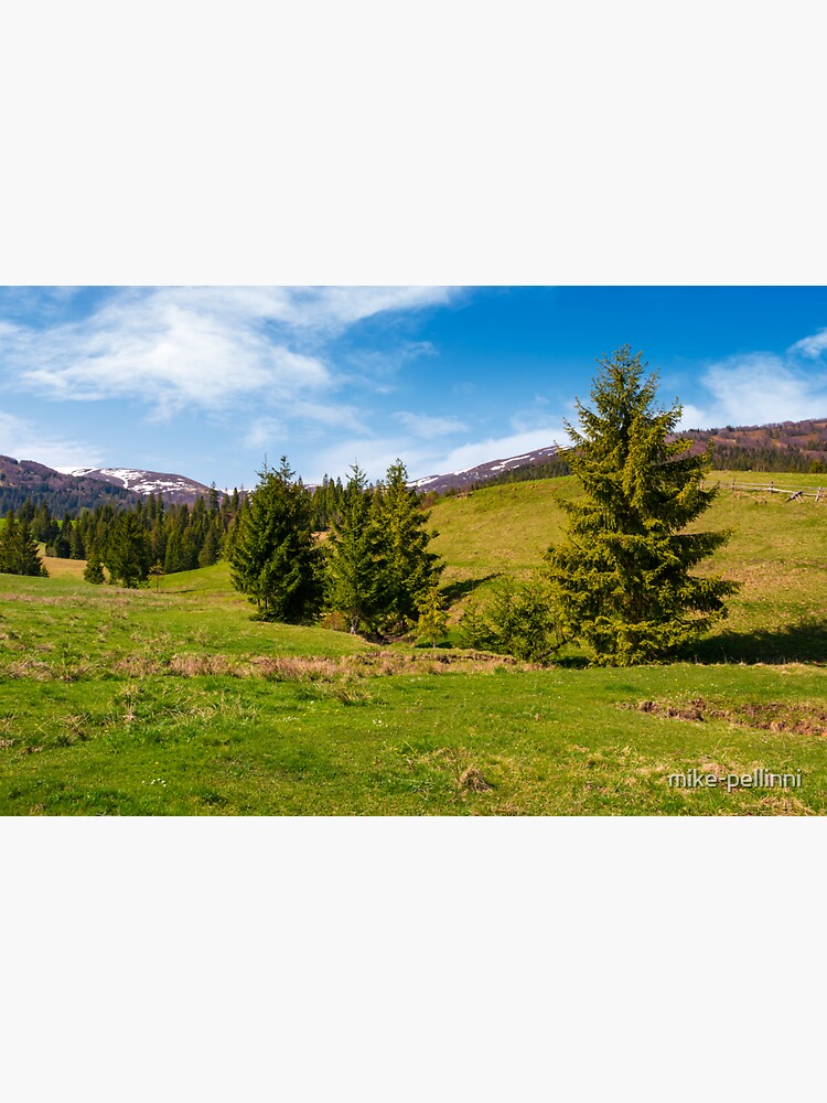 Thumbnail 3 of 3, Sticker, spruce forest on a grassy hill in spring designed and sold by mike-pellinni.