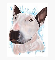 Sasha - Bull Terrier Photographic Print