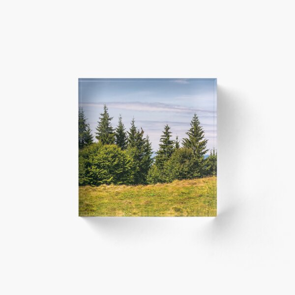 spruce forest on a grassy meadow Acrylic Block
