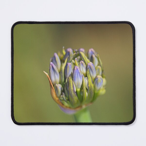 Item preview, Agapanthus Bud Blue Flower Ball  designed and sold by Joy Watson - Natural Light Photography .