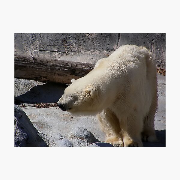 Bear Walking Gifts Merchandise Redbubble - roblox daycare center polar bear