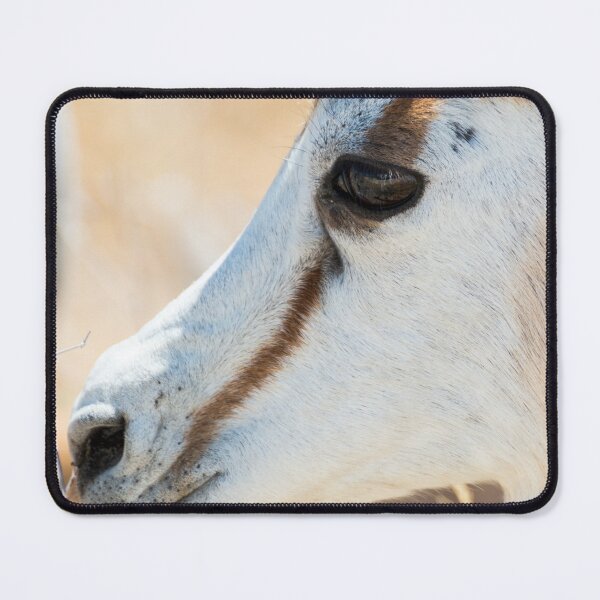 Item preview, Springbok Portrait - Etosha National Park, Namibia designed and sold by holgermader.