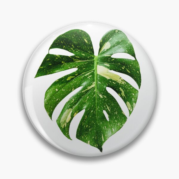 Aperçu de l'œuvre Photo unique et organique d'un Monstera Thai Constellation 3 créée et vendue par AvonPerception.