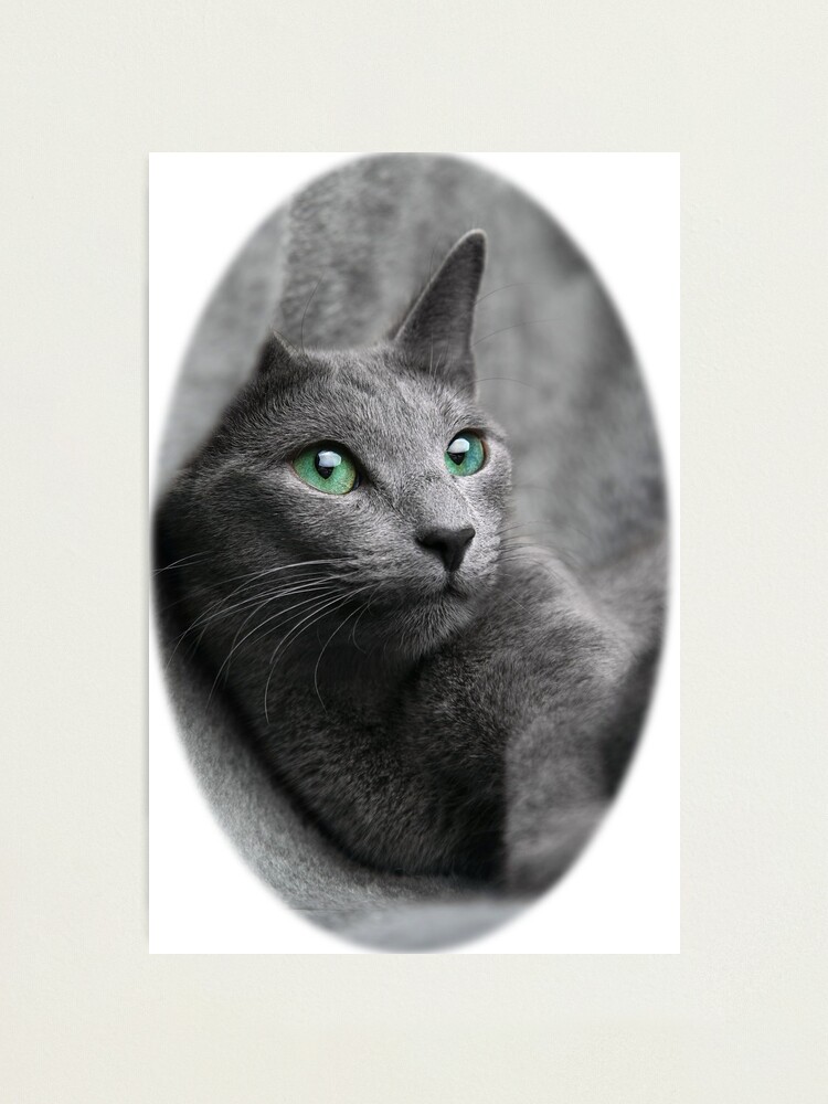 Pretty best sale gray cat