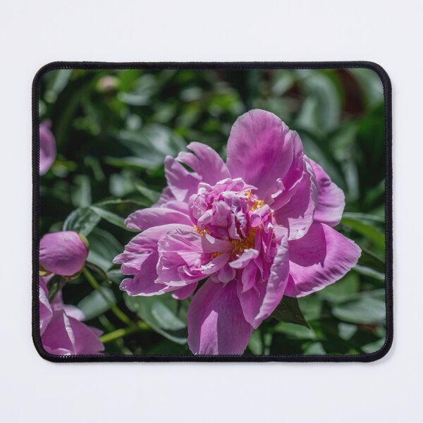 Item preview, Pink Blooming Peony's designed and sold by Alanafinephoto.