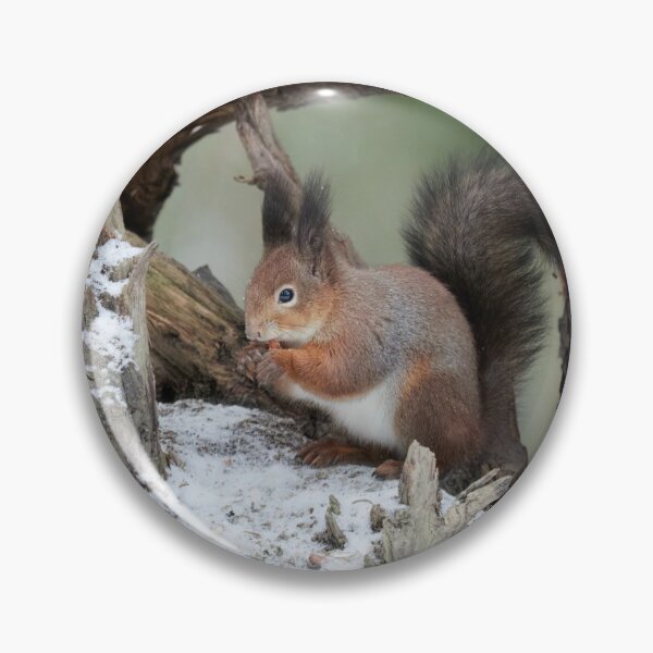 Item preview, Framed in the rhizome. Red squirrel designed and sold by Jouko Lehto Photography.