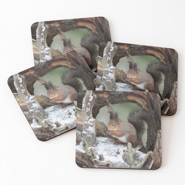 Item preview, Framed in the rhizome. Red squirrel designed and sold by Jouko Lehto Photography.