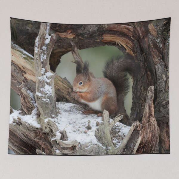 Item preview, Framed in the rhizome. Red squirrel designed and sold by Jouko Lehto Photography.