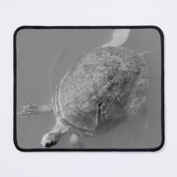 Item preview, Vivacious Turtle of Victoria Point designed and sold by Geoff Treagus.