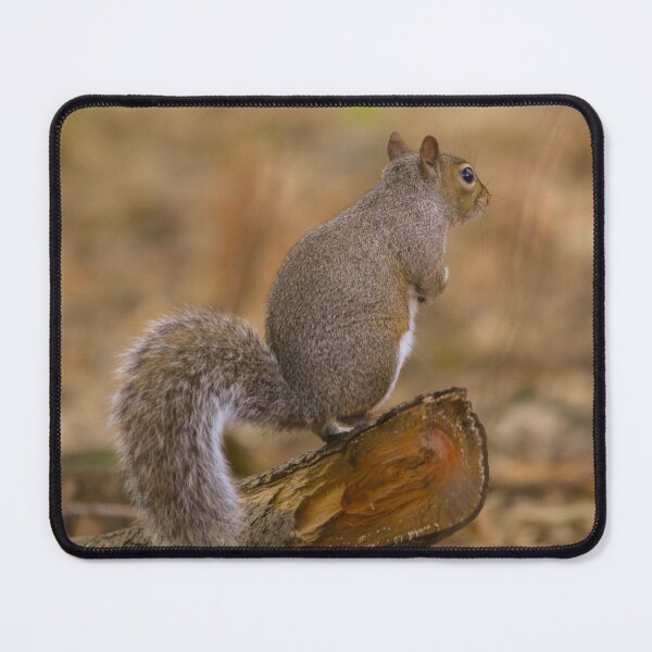 Item preview, Squirrel designed and sold by Wildlife-ByLeah.