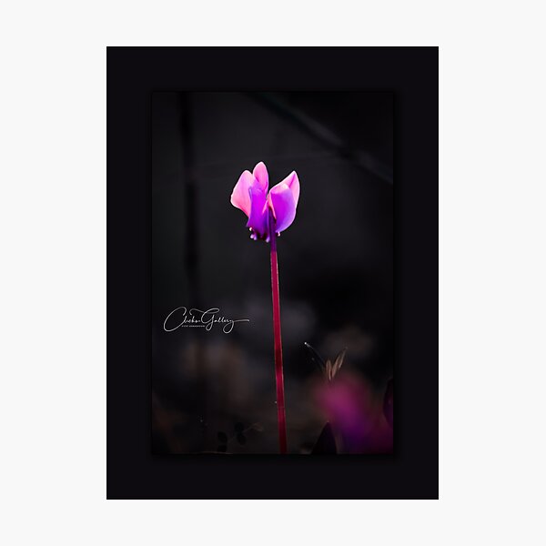 Item preview, Winter boldness designed and sold by yourvk.