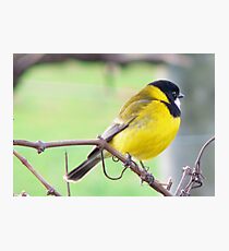 Golden whistler - Margaret River Photographic Print