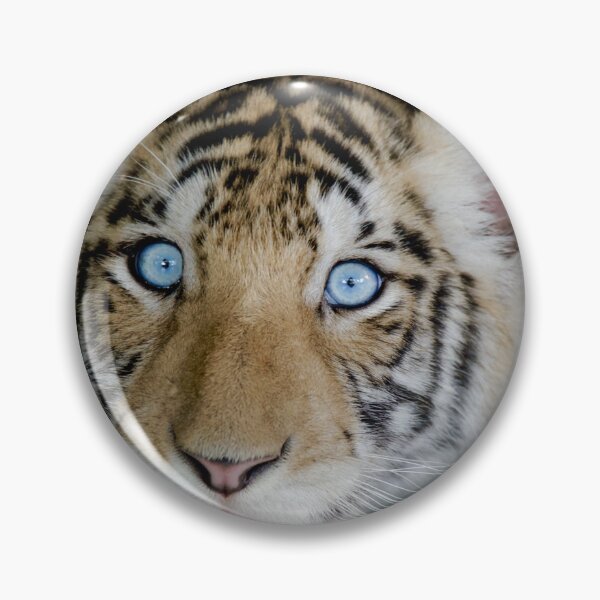 Item preview, Tiger With Beautiful Blue Eyes designed and sold by kris-money.