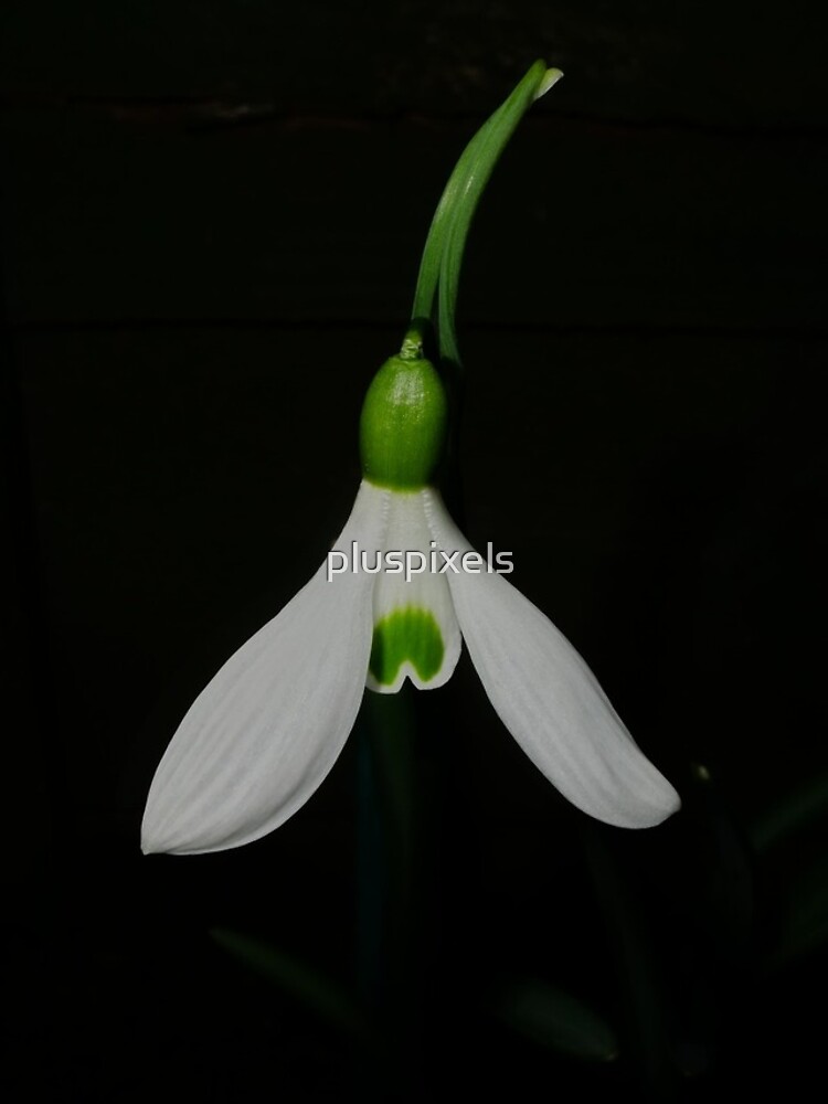 Thumbnail 5 of 5, iPhone Case, Snowdrop designed and sold by pluspixels.