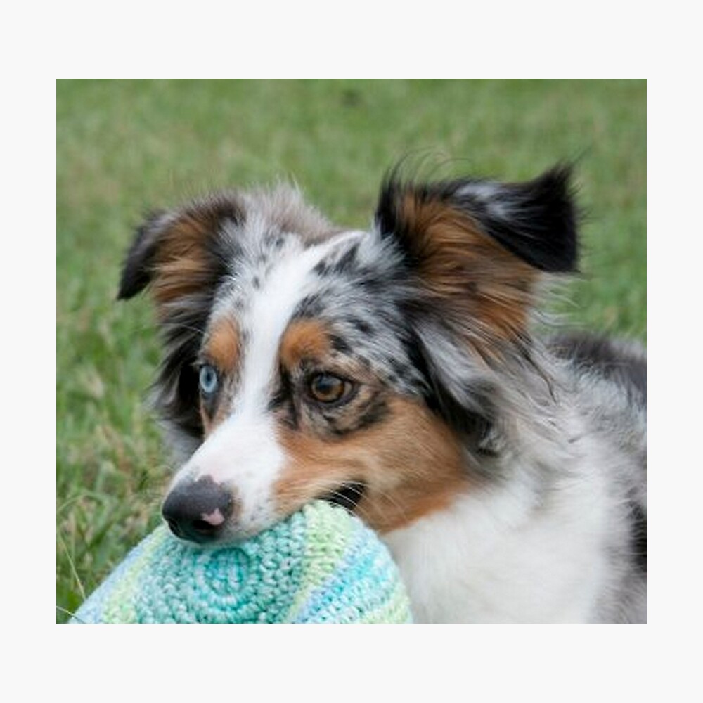 american shepherd blue merle